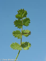 Attēlu rezultāti vaicājumam “Pimpinella saxifraga leaf”