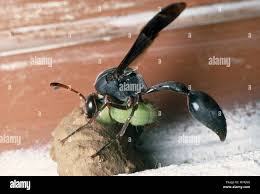 Attēlu rezultāti vaicājumam “Eumenes sp.”