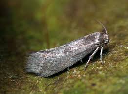 Attēlu rezultāti vaicājumam “Elachistidae”