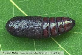 Attēlu rezultāti vaicājumam “Pheosia tremula”