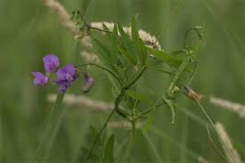 Attēlu rezultāti vaicājumam “Lathyrus palustris flower”