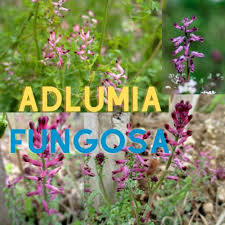 Image result for Adlumia cirrhosa