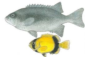 Image result for Chrysoblephus cristiceps