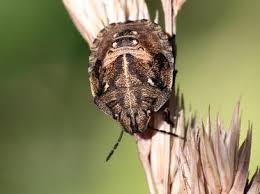 Attēlu rezultāti vaicājumam “Eurygaster testudinaria imago”