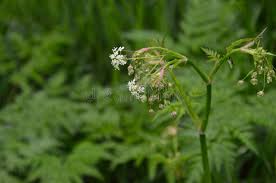 Attēlu rezultāti vaicājumam “Chaerophyllum aromaticum”