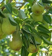 Attēlu rezultāti vaicājumam “Pyrus communis fruit”