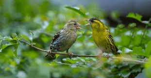 Attēlu rezultāti vaicājumam “Carduelis spinus male”