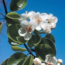 Attēlu rezultāti vaicājumam “Pyrus pyraster”