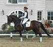 Trakehner - Wikipedia, the free encyclopedia