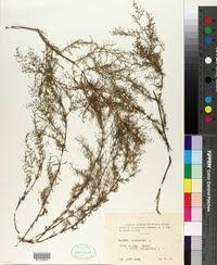 Attēlu rezultāti vaicājumam “Galium schultesii fruit”