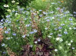 Image result for Nigella damascena