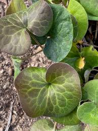 Attēlu rezultāti vaicājumam “Asarum europaeum leaf”