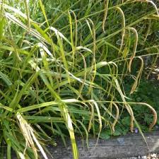 Attēlu rezultāti vaicājumam “Carex acutiformis leaf”