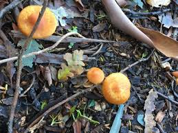 Attēlu rezultāti vaicājumam “Gymnopilus sapineus”