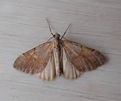 Attēlu rezultāti vaicājumam “Pennithera firmata”