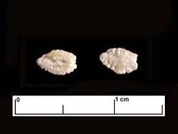 Image result for Paralichthys lethostigma