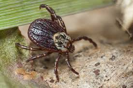 Attēlu rezultāti vaicājumam “Dermacentor reticulatus female”