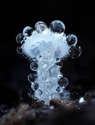 Attēlu rezultāti vaicājumam “Physarum xanthinum spores”