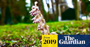 Attēlu rezultāti vaicājumam “Lathraea squamaria bud”