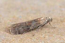 Attēlu rezultāti vaicājumam “Phycita roborella”