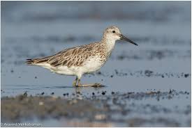 Image result for Calidris tenuirostris
