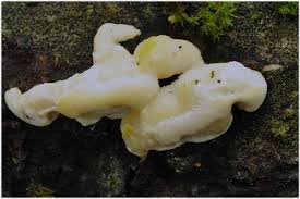 Attēlu rezultāti vaicājumam “Antrodiella serpula”