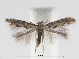 Attēlu rezultāti vaicājumam “Philonotis marchica sporophyte”