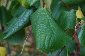 Attēlu rezultāti vaicājumam “Tilia platyphyllos subsp. cordifolia”