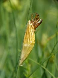 Attēlu rezultāti vaicājumam “Zygaena filipendulae exuvia”