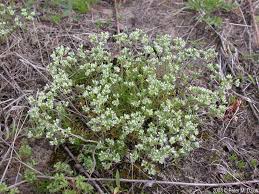 Attēlu rezultāti vaicājumam “Scleranthus perennis bud”