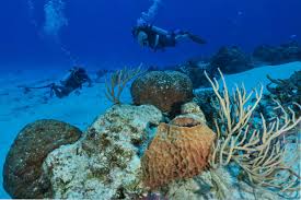 Resultado de imagen para cozumel dive
