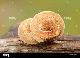 Attēlu rezultāti vaicājumam “Polyporus ciliatus”