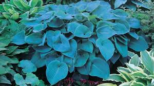 Image result for Hosta sieboldiana 'Elegans'