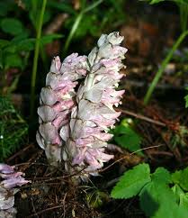 Attēlu rezultāti vaicājumam “Lathraea squamaria flower”