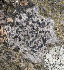 Attēlu rezultāti vaicājumam “Porpidia macrocarpa”