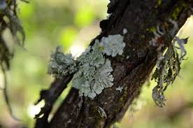 Attēlu rezultāti vaicājumam “Punctelia subrudecta”