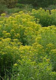 Attēlu rezultāti vaicājumam “Euphorbia palustris flower”