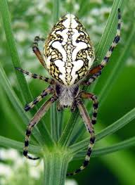 Attēlu rezultāti vaicājumam “Aculepeira ceropegia”