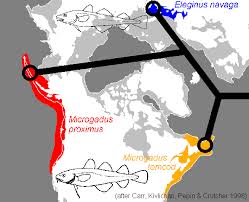 Image result for Microgadus tomcod