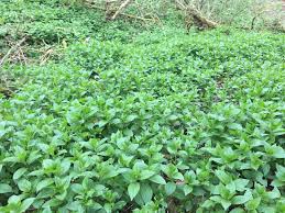 Attēlu rezultāti vaicājumam “Mercurialis perennis”