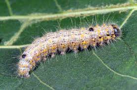 Attēlu rezultāti vaicājumam “Clostera curtula”