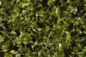 Attēlu rezultāti vaicājumam “Lemna trisulca”