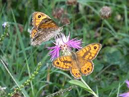 Attēlu rezultāti vaicājumam “Lasiommata megera female”