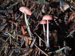 Attēlu rezultāti vaicājumam “Mycena rosella”