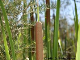 Attēlu rezultāti vaicājumam “Typha angustifolia  fruit”