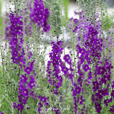 Attēlu rezultāti vaicājumam “Verbascum”