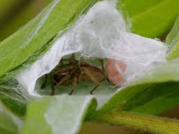 Attēlu rezultāti vaicājumam “Cheiracanthium sp.”