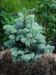 Attēlu rezultāti vaicājumam “Abies veitchii”