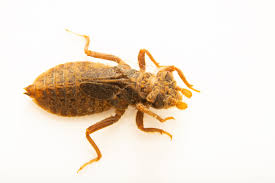 Attēlu rezultāti vaicājumam “Dicyphus nymph”