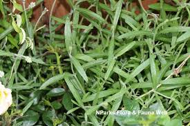 Attēlu rezultāti vaicājumam “Lavandula angustifolia leaf”